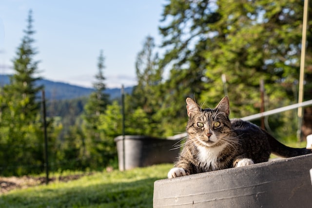 Indoor Versus Outdoor Cats