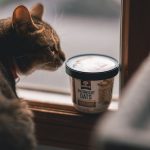 Proper Cat Nutrition