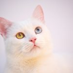 What Makes Cats Special: Cat Senses