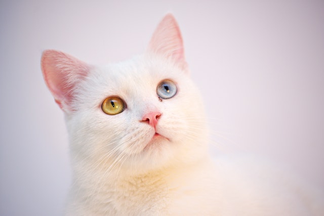 What Makes Cats Special: Cat Senses