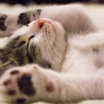 Cat Illness and Pregnancy