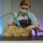 Cat Grooming Rules and Tips