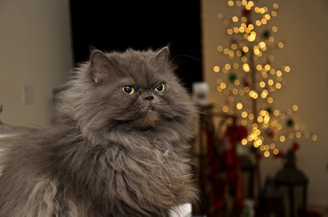 Himalayan Siamese Ragdoll Cat