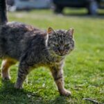 Rehoming a Cat with Behavior Problems