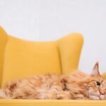 How to Keep Cats from Scratching Furniture Vinegar